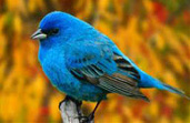 Bird Watching Blue Bird
