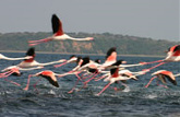 Bird Watching Flamingos